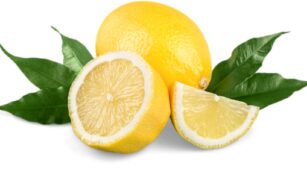 Clipart:djhqskod7yk= Lemon