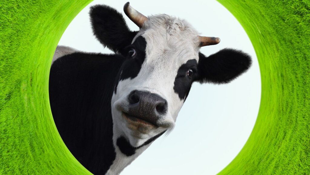 Transparent:eidefpnxru0= Cow